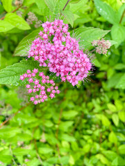 Garden flowers - Spiraea, sometimes spelled spirea in common names, and often known as meadow roads or bristles, is a genus of around 80 to 100 shrub species in the family Rosaceae.