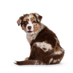 Cute red merle white with tan Australian Shepherd aka Aussie dog pup, sitting backwards Looking over shouder towards camera, tongue out. Isolated on a white background.