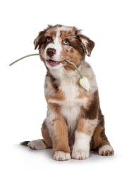 Cute red merle white with tan Australian Shepherd aka Aussie dog pup, sitting on ass facing front. Holding fake tulip in mouth, looking up. IsolateBrown Australian Shepherd dog pup on white background