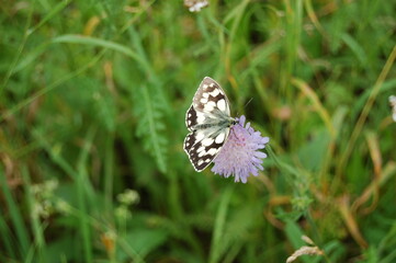 Schmetterling sitzt auf einer Blume.