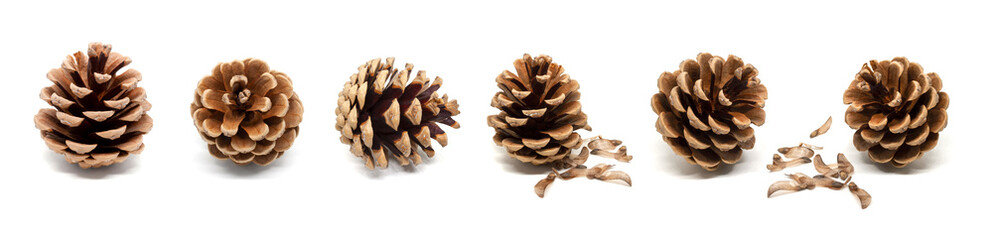 Set of dry pine cones with shadow and seeds isolated on white background