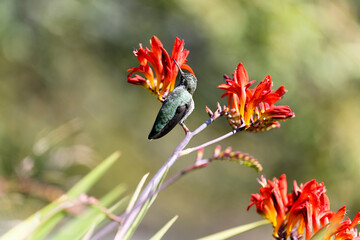 Hummingbird Resting On A Flower