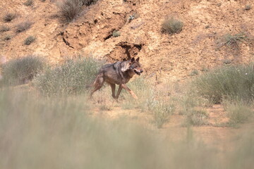 Naklejka na ściany i meble Iberian wolf (Canis lupus signatus) walking through scrub land.