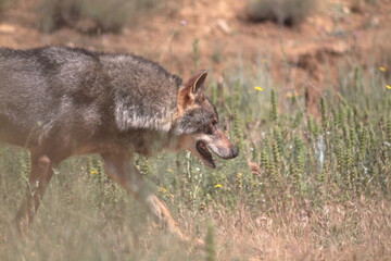 Naklejka na ściany i meble Iberian wolf (Canis lupus signatus) walking through scrub land.