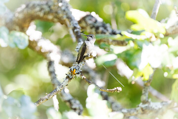 Hummingbird Resting On A Branch