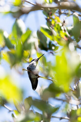 Hummingbird Resting On A Branch