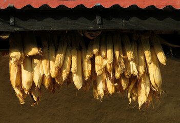 Corn cobs hanging to get dried on the roof of a village house in Nepal. Rows of corn cobs hanging in a village house.