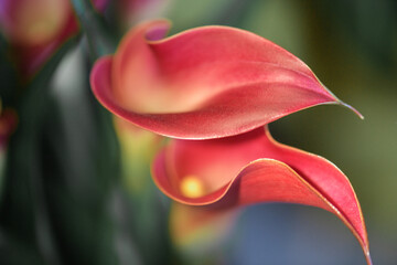 Beautiful flower of red calla lily, close up. copy space, soft focus