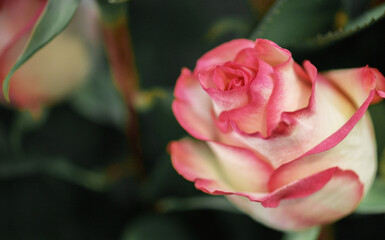 Beautiful pink rose on a blurred natural background, close up. copy space, soft focus