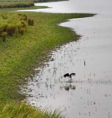 Eastern India. The state of Assam. A Marabou stork deftly catches large fish in a grassy lake in the Kaziranga National Park.