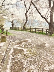 白い桜の道　White cherry blossom road