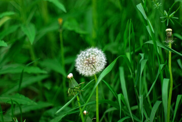 rosehip flowers on a bush in the garden