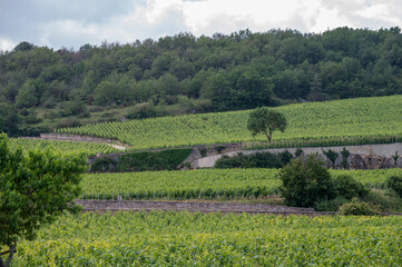 Green walled grand cru and premier cru vineyards with rows of pinot noir grapes plants in Cote de...