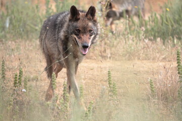Iberian wolves (Canis lupus signatus) stalking among the Mediterranean vegetation.