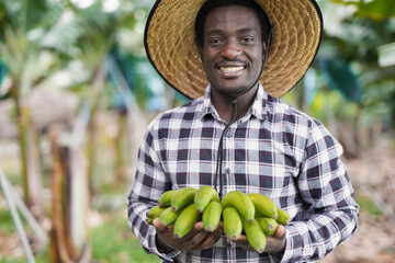 African american young man holding bunch of fresh banana - Agriculture worker smiling on camera...