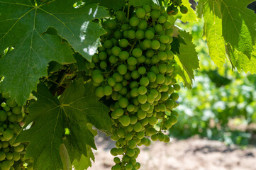 Winemaking in  department Var in  Provence-Alpes-Cote d'Azur region of Southeastern France,...