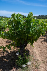 Fototapeta na wymiar Winemaking in department Var in Provence-Alpes-Cote d'Azur region of Southeastern France, vineyards in July with young green grapes close up, near Saint-Tropez, cotes de Provence wine.