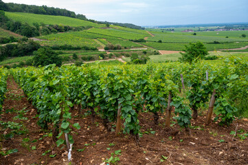 Fototapeta na wymiar Green grand cru and premier cru vineyards with rows of pinot noir grapes plants in Cote de nuits, making of famous red Burgundy wine in Burgundy region of eastern France.