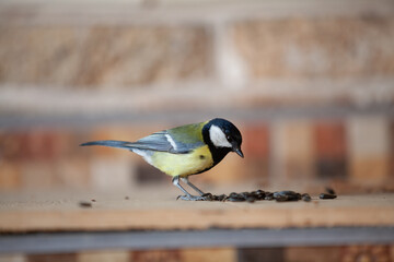 Tit on blurred background near sunflower seeds