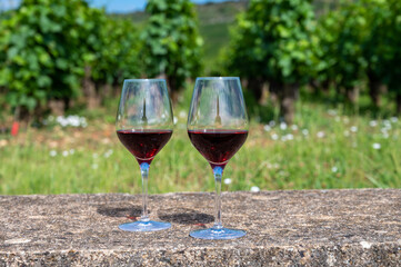 Tasting of burgundy red wine from grand cru pinot noir  vineyards, two glasses of wine and view on green vineyards in Burgundy Cote de Nuits wine region, France