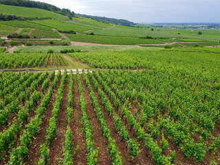 Fototapeta na wymiar Aerian view on green grand cru and premier cru vineyards with rows of pinot noir grapes plants in Cote de nuits, making of famous red Burgundy wine in Burgundy region of eastern France.