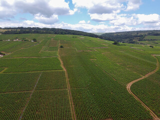 Aerian view on green grand cru and premier cru vineyards with rows of pinot noir grapes plants in Cote de nuits, making of famous red Burgundy wine in Burgundy region of eastern France.