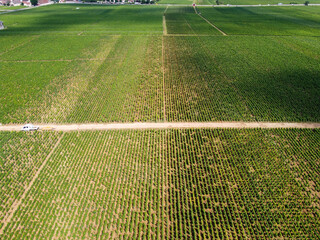 Aerian view on green grand cru and premier cru vineyards with rows of pinot noir grapes plants in Cote de nuits, making of famous red Burgundy wine in Burgundy region of eastern France.