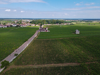 Aerian view on green grand cru and premier cru vineyards with rows of pinot noir grapes plants in...
