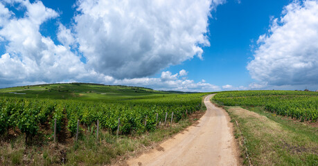 Green grand cru and premier cru vineyards with rows of pinot noir grapes plants in Cote de nuits, making of famous red Burgundy wine in Burgundy region of eastern France.