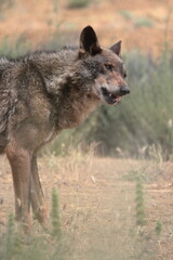 Medium shot of Iberian wolf (Canis lupus signatus) eating a piece of meat.