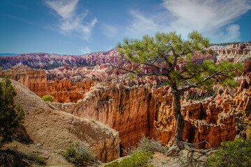 Lone pine tree clingin to the cliff of Bryce Canyon in Utah with the hoodoos and cliffs in the background.