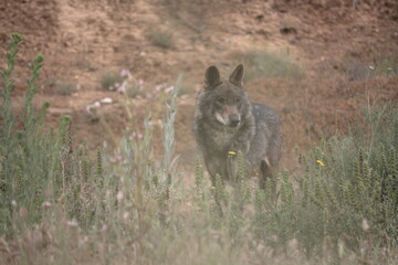 Iberian wolf (Canis lupus signatus) scanning among aromatic plants.