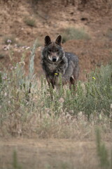 Iberian wolf (Canis lupus signatus) scanning among aromatic plants.