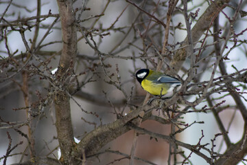 Naklejka premium birds eat seeds in the garden in winter