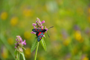 Butterfly on beautiful flower close-up. Insects, wildlife, nature, macro, animals, wallpaper, background, arthropods