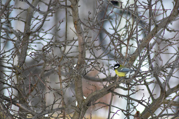 birds eat seeds in the garden in winter