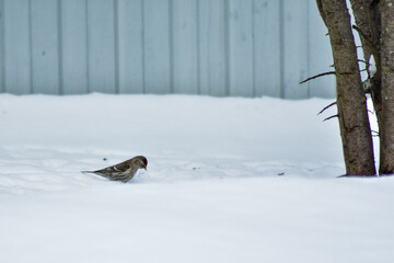 birds eat seeds in the garden in winter