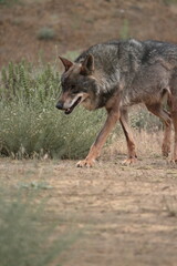 Naklejka na ściany i meble Iberian wolf (Canis lupus signatus) walking while looking for a trail.