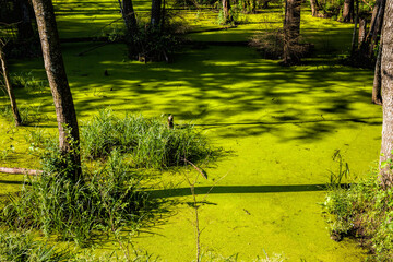 Fototapeta na wymiar green slime swamp