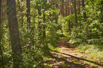 Fototapeta na wymiar leśna letnia ścieżka
