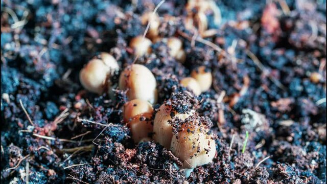 The growth of poisonous pathogenic fungi. Psilocybin mushroom growth time lapse
