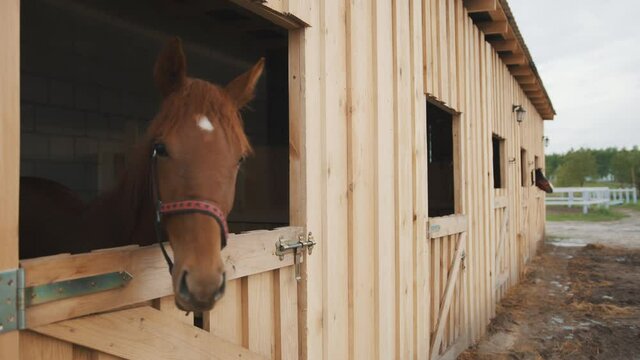 Chestnut horse looking out from the window of the stall. Horse stable with rows of windows. Horses looking out from the windows. Horse ranch with wooden fences in the background. Daytime footage. 