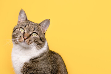 Portrait of gray shorthair domestic tabby cat in front of yellow background.