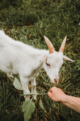 Obraz premium White little goat chews green grass in the field from hands, walking pets on the ranch, livestock raising on the farm, farming, , healthy goat concept