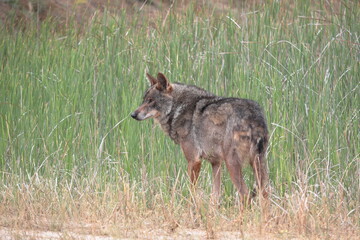 Iberian wolf (Canis lupus signatus) among the vegetation of a wetland.