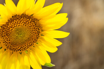Close up of an isolated sunflower in a wheat field
