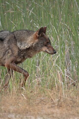 Medium shot of Iberian wolf (Canis lupus signatus) in profile.