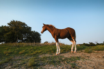 Young horse in wide angle stands in Texas summer field