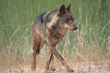 Iberian wolf (Canis lupus signatus) walking through waterlogged ground.