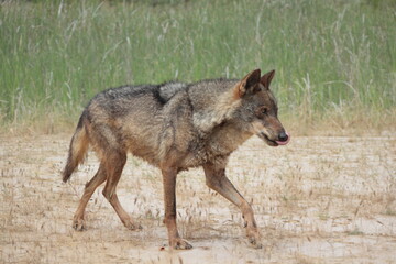Iberian wolf (Canis lupus signatus) walking through waterlogged ground.